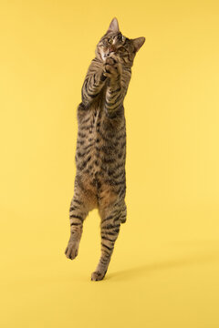 The front paw is raised and curled. The cat looks upward with interest.