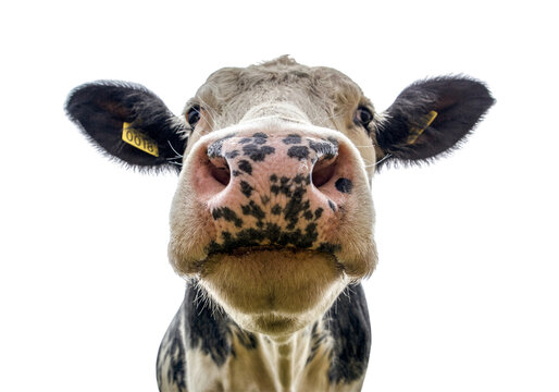 Close up of black and white dairy cow face looking at camera, farm animal isolated on transparent background PNG