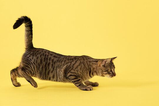 The cat moves low with its body near the ground. Its tail is raised as it creeps forward.