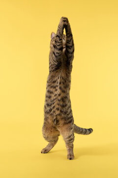 The cat stands on hind legs, both front paws raised. Its body is vertical.