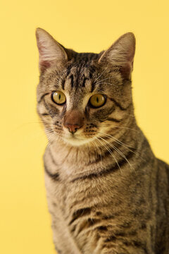 A close shot of a striped cat calmly observing. The yellow backdrop highlights its features.