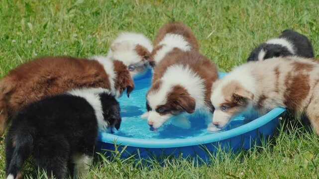 Playful Australian shepherd puppies cooling off by drinking water from a blue basin in green grass on a sunny day.