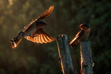 Fototapeta premium A pair of swiftlets (swallow) are playing on dry wood at dusk (golden hour)