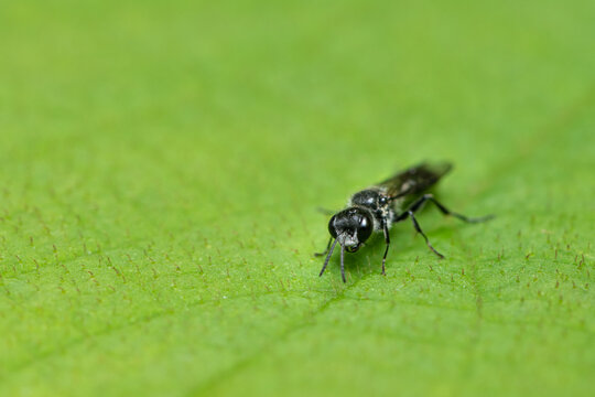 Small black sawfly with shiny head rests on a bright green leaf surface