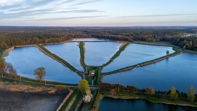 High-angle aerial view of a fish farm pond complex separated by narrow grassy dikes, surrounded by a vast forest and rural landscape during golden hour with calm water reflecting the soft sky.