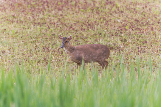 Muntjac deer wandering through a wetland habitat surrounded by natural vegetation and water