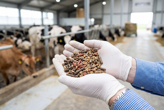 Farm worker holding animal feed pellets inside a dairy cow barn