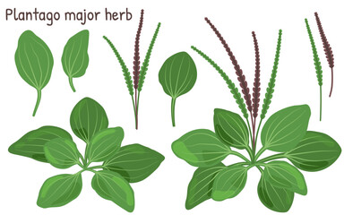 Plantago major Botanical Set with Leaves and Seed Spikes. Broadleaf Plantain Medicinal Herb Collection © Euler