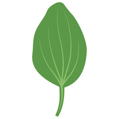 Single Broadleaf Plantain Leaf with Veins. Plantago major Botanical Element Isolated on Transparent Background © Euler