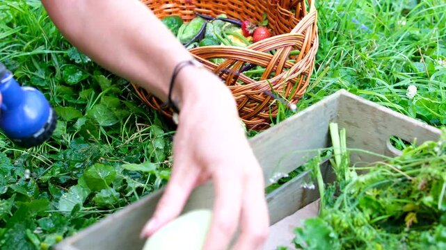 Woman carefully washes a fresh pattypan squash with clean running water and puts it into a wooden crate. Peaceful rural scene showing care for vegetables and homegrown harvest.