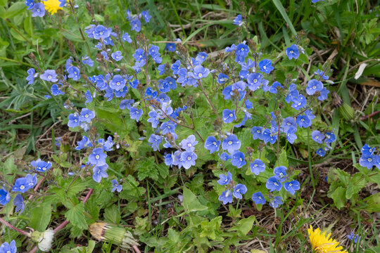 Field flowers known as Germander speedwell or Veronica chamaedrys blooming in a grassy area during springtime