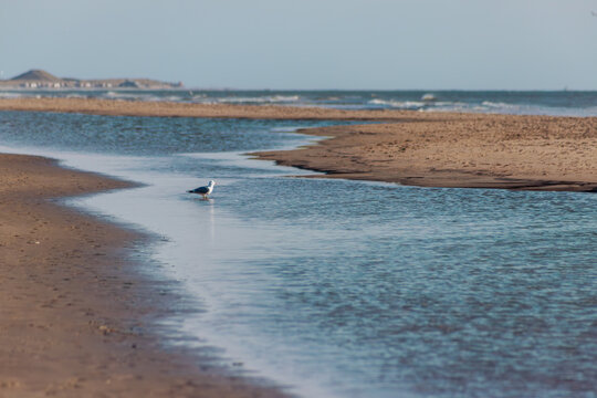 Shallow tidal water streams flowing over a sandy beach at low tide.