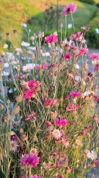 Gros plan de bleuet rose (Centaur&eacute;e) oscillant dans le vent