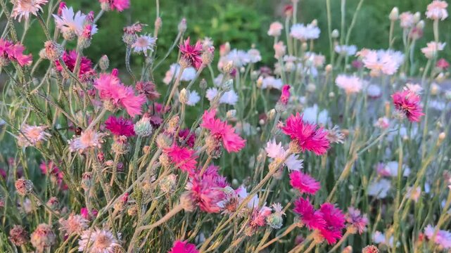 Gros plan de bleuet rose (Centaur&eacute;e) oscillant dans le vent