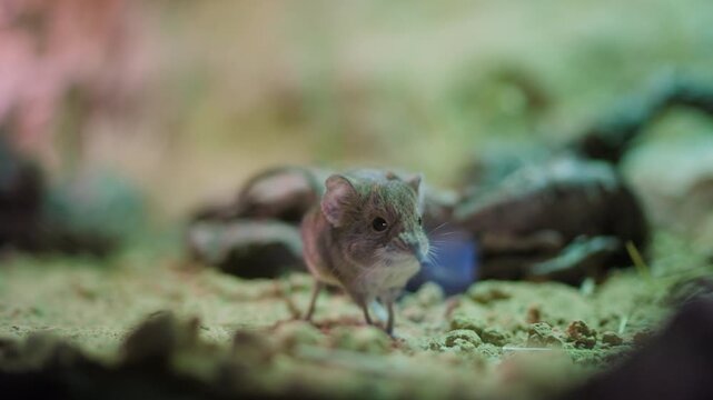 Close up of tiny elephant shrew, or sengi, standing still on sandy ground. Small, cute mammal looks around its natural habitat. Shallow depth of field focuses on animal