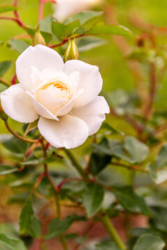 Rosa x polyantha Marie Pavie pertenece a la familia Rosaceae.