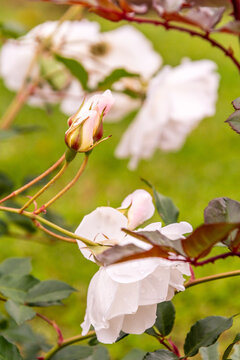 Rosa x polyantha Marie Pavie pertenece a la familia Rosaceae.