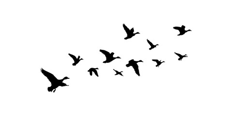 Flying ducks silhouettes on white background. ducks flock Vector illustration. bird tattoo design. © Ali