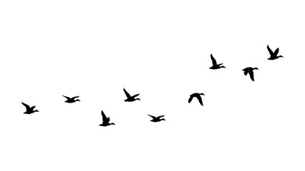 flock of ducks isolated on clean white background. flock of birds. birds flock.  © Ali