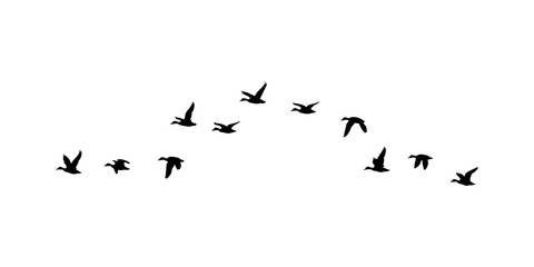 flock of duck birds, flock of duck isolated on clean white background.  © Ali