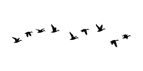 flock of flying duck isolated on white background. flock of birds. © Ali