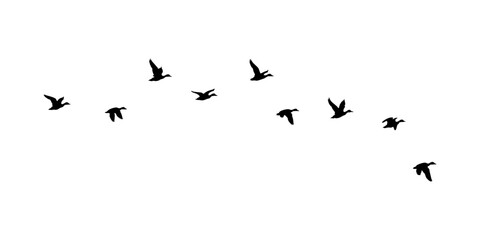 flock of ducks on a white background. flock of ducks illustration. flock of birds. © Ali