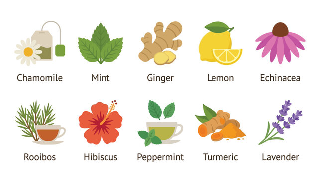 Set of ten herbal tea ingredients and plants in flat vector style for health and wellness related projects.