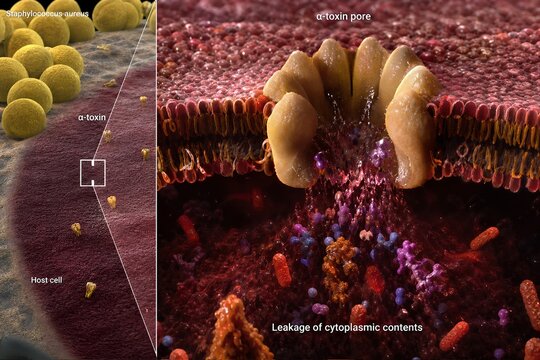 Detailed molecular illustration of bacterial alpha toxin inserting into a host cell membrane, forming pores and causing osmotic lysis, representing gram-positive virulence