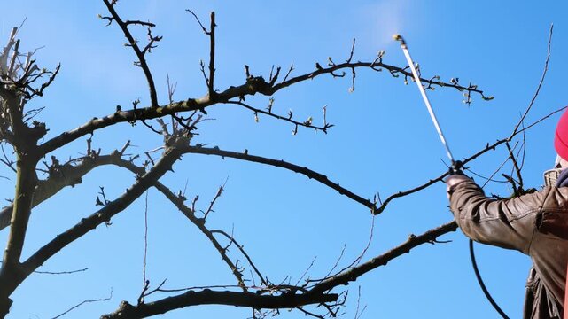 Worker spraying pesticide on a backyard for pest control, close-up, handles orchard. Gardening care work season. Early spring treatment of fruit trees, fungicide. Protecting the garden from diseases.