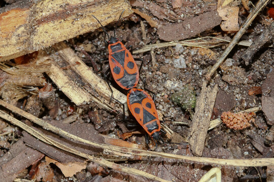 Wanzen Feuerwanzen, Pyrrhocoris apterus bei der Paarung 
