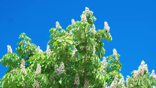 branches of chestnut tree with flowers swaying in wind, slow motion
