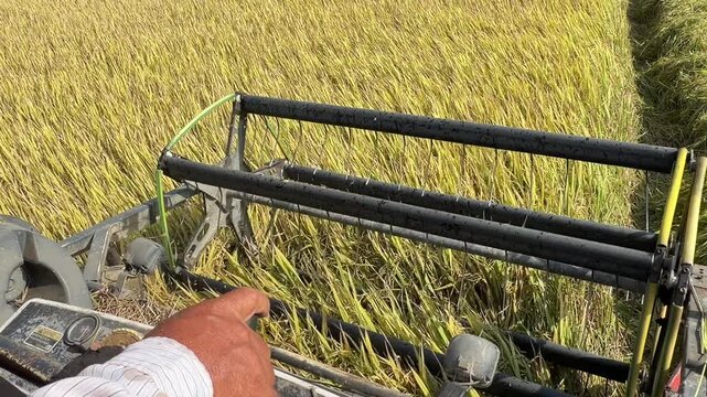 From inside the combine cabin the front harvesting mechanism moves through rice crops during harvesting. Machine harvesting.