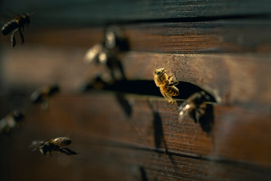 Several bees fly into a wooden beehive, some in the shade, some in the light; honeybee, Apis mellifera, Konstanz, Baden-Wuerttemberg, Germany