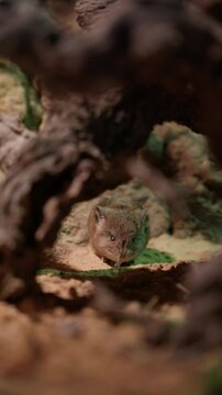 Small shrew or bank vole cautiously peeks from its burrow under a root. Tiny mammal looks at camera from its cozy, hidden shelter in natural, earthy environment. Vertical video