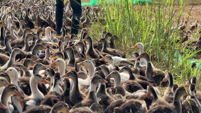 A farmer throws grain onto the ground in front of a flock of domestic ducks gathering closely together in an open farm field. Farm management.