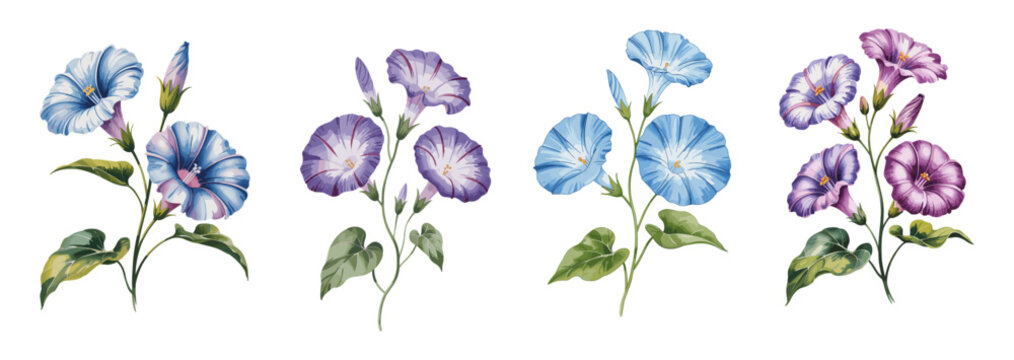 Soft watercolor blooms of morning glory in purple and blue hues. Delicate petals curve gently around slender green stems. Leaves offer subtle contrast with their rounded, textured shapes