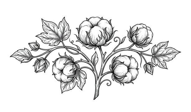 Decorative cotton plant line art vector design isolated on white background