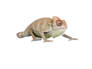 Fototapeta premium lizard on white background