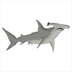 Fototapeta premium Detailed illustration of hammerhead shark. Artistic, colorful, hand-drawn, vector illustration. Clip art. Picturesque. Unique detailed stylization. Education. Print on sketchbooks, stickers, postcards