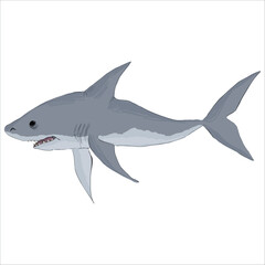 Fototapeta premium Detailed illustration of great white shark. Artistic, colorful, hand-drawn, vector illustration. Picturesque. Unique detailed stylization. Education. Print on sketchbooks, stickers, postcards, cards
