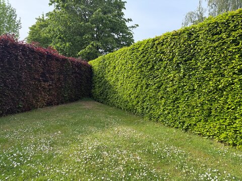 green grass and hedge. Beech hedge corner. Green European beech and purple beech hedges form a landscaped garden corner with a flowering lawn