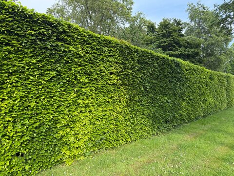 European beech hedge. Dense trimmed hedge forming a green garden wall in a landscaped park. Peaceful outdoor scene with lush greenery
