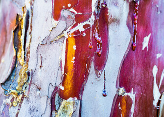 Bark, tree, natural design, abstract © Sebastian