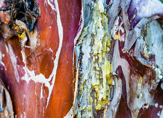 Bark, tree, natural design, abstract © Sebastian
