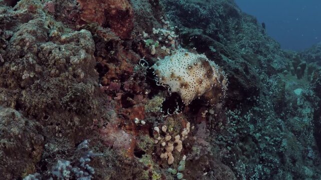 Sea cucumber Bohadschia graeffei walking on seabed using tube feet, real-time 4K UHD macro footage with ambient sound, detailed texture and slow natural movement