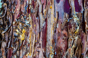 Bark, tree, natural design, abstract © Sebastian