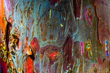 Bark, tree, natural design, abstract © Sebastian