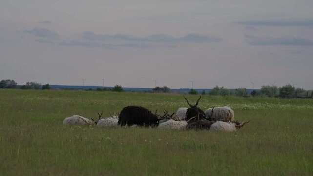 A distant view of a Racka sheep herd resting together in a wide green meadow under a cloudy sky. The traditional spiral-horned sheep create a calm pastoral scene in the open countryside landscape.