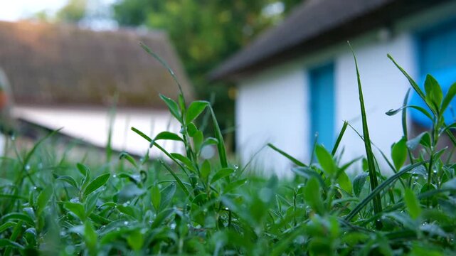 Simple whitewashed village house with light blue windows and modest roof stands beside a small shed. Quiet summer countryside scene showing authentic rural lifestyle and tradition.