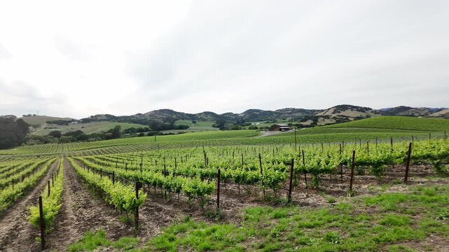 Beautiful green vineyard rows stretching over rolling hills in Napa Valley, California. The famous wine country region during springtime with young grapevines under a bright, cloudy sky